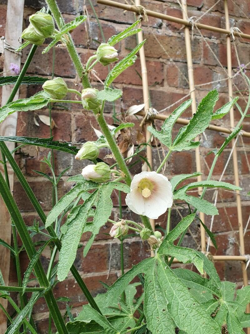 Alcea ficifolia habit