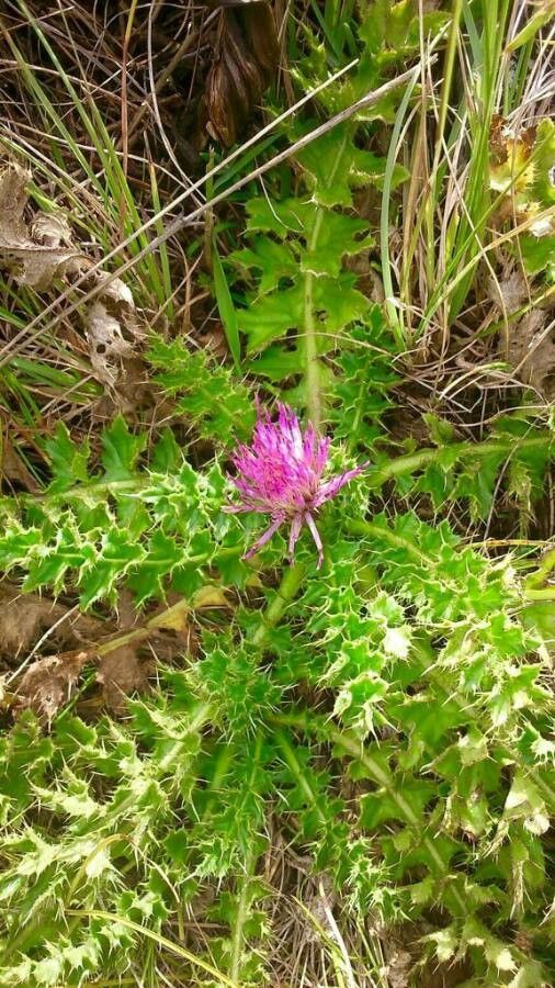 Cirsium acaulon flower