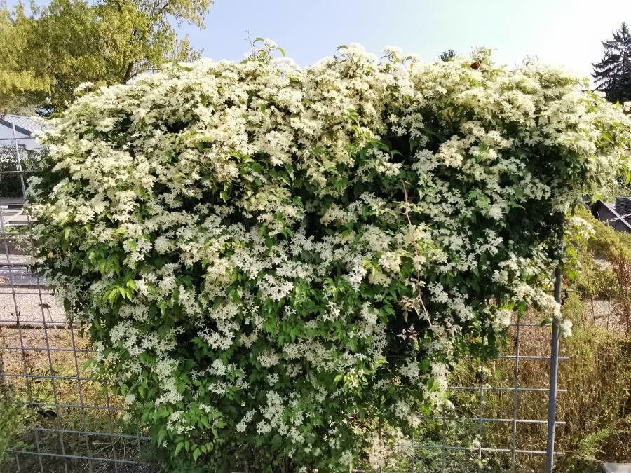 Clematis apiifolia habit