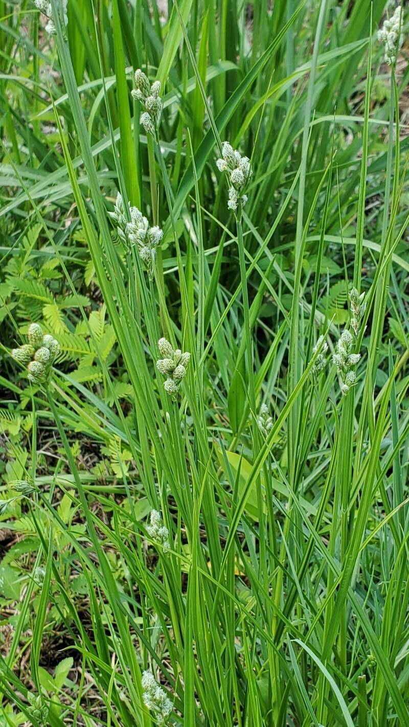 Carex longii — search result for 'Carex'