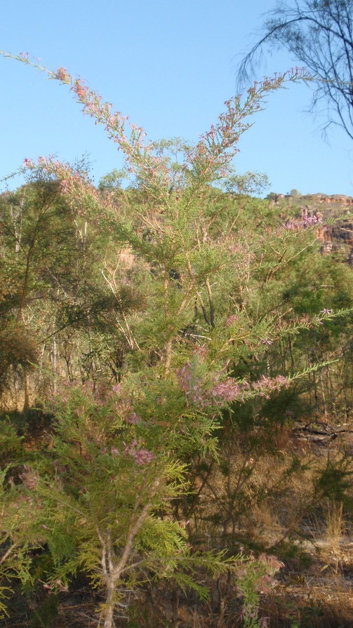 Calytrix exstipulata — search result for 'Myrtaceae'