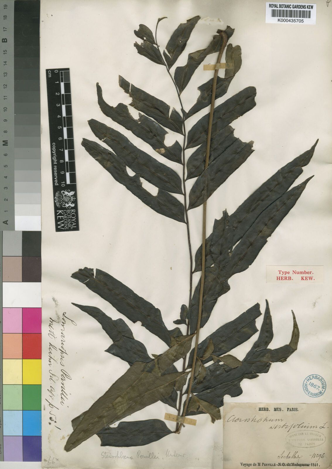 Lomariopsis pervillei — houseplant care guide