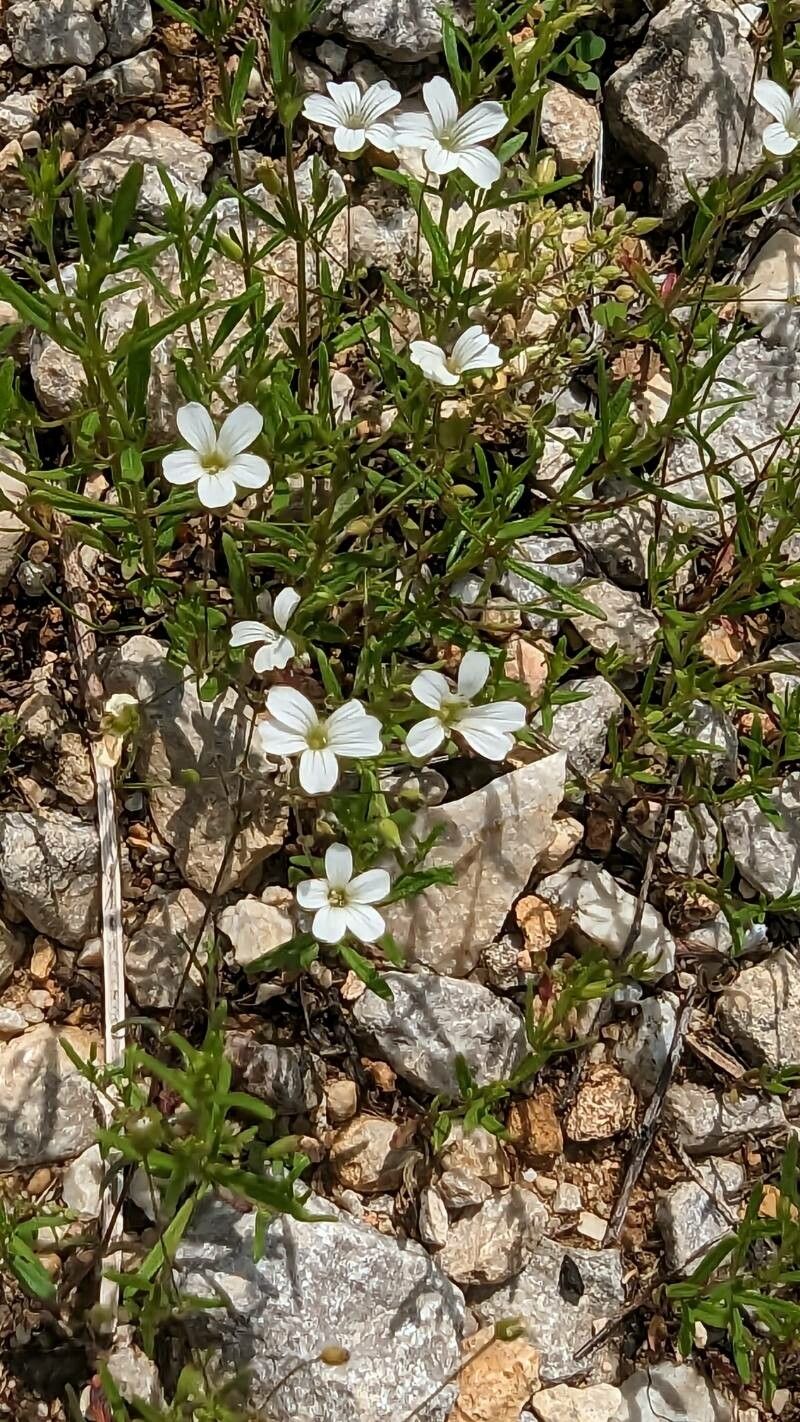 Mononeuria patula flower