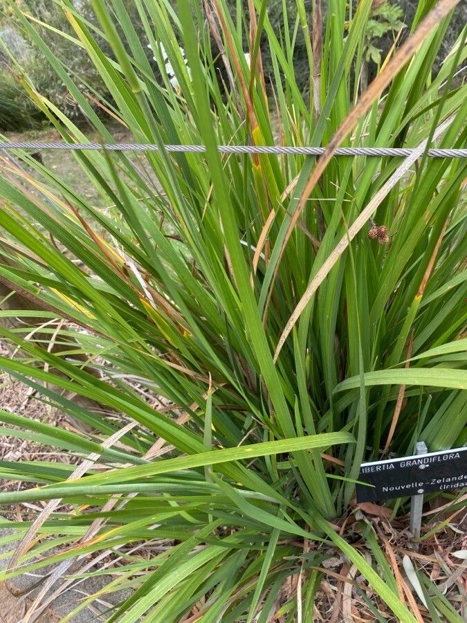 Libertia grandiflora leaf
