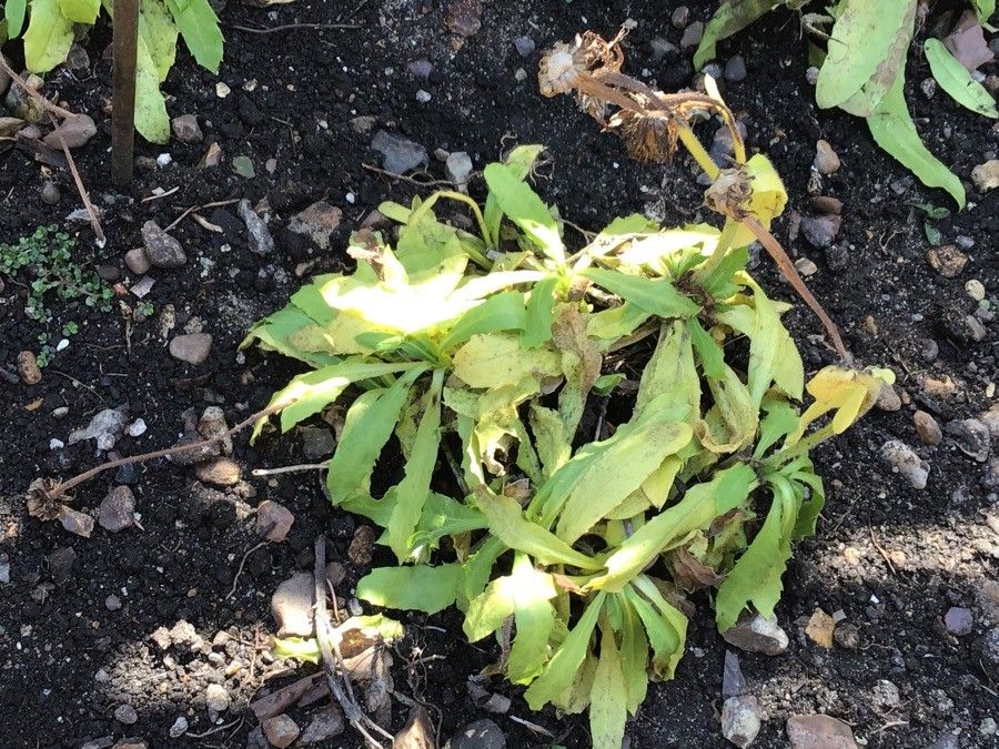 Hypochaeris oligocephala leaf