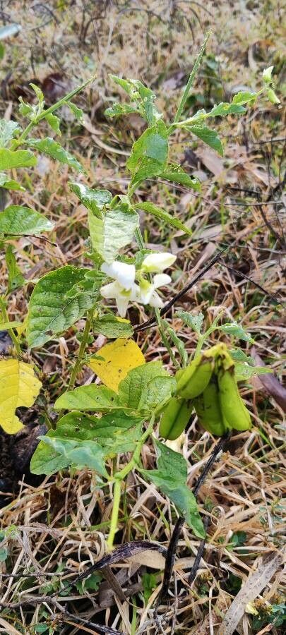 Crotalaria verrucosa leaf