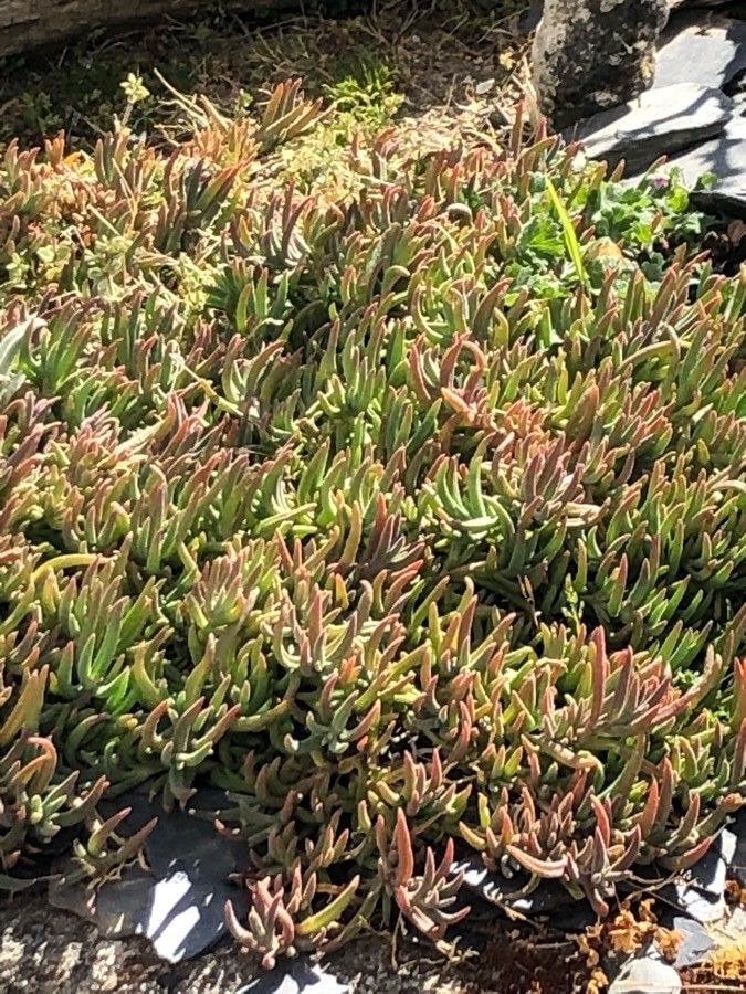 Lampranthus virgatus leaf