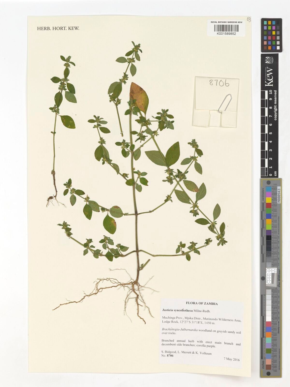 Justicia syncollotheca — houseplant care guide