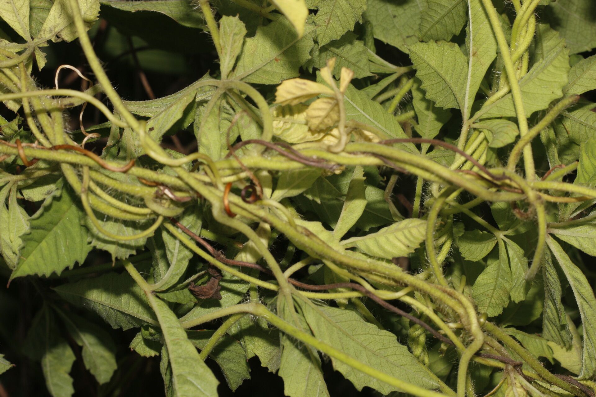 Merremia cissoides fruit