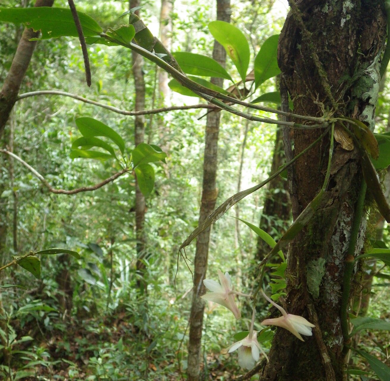 Dendrobium platygastrium habit
