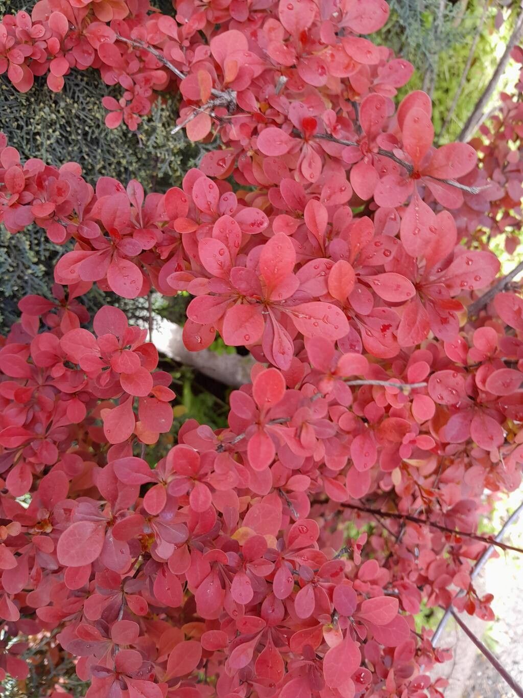 Berberis × ottawensis leaf