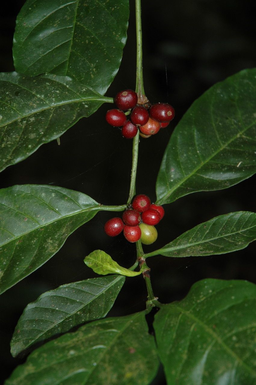Coffea canephora fruit
