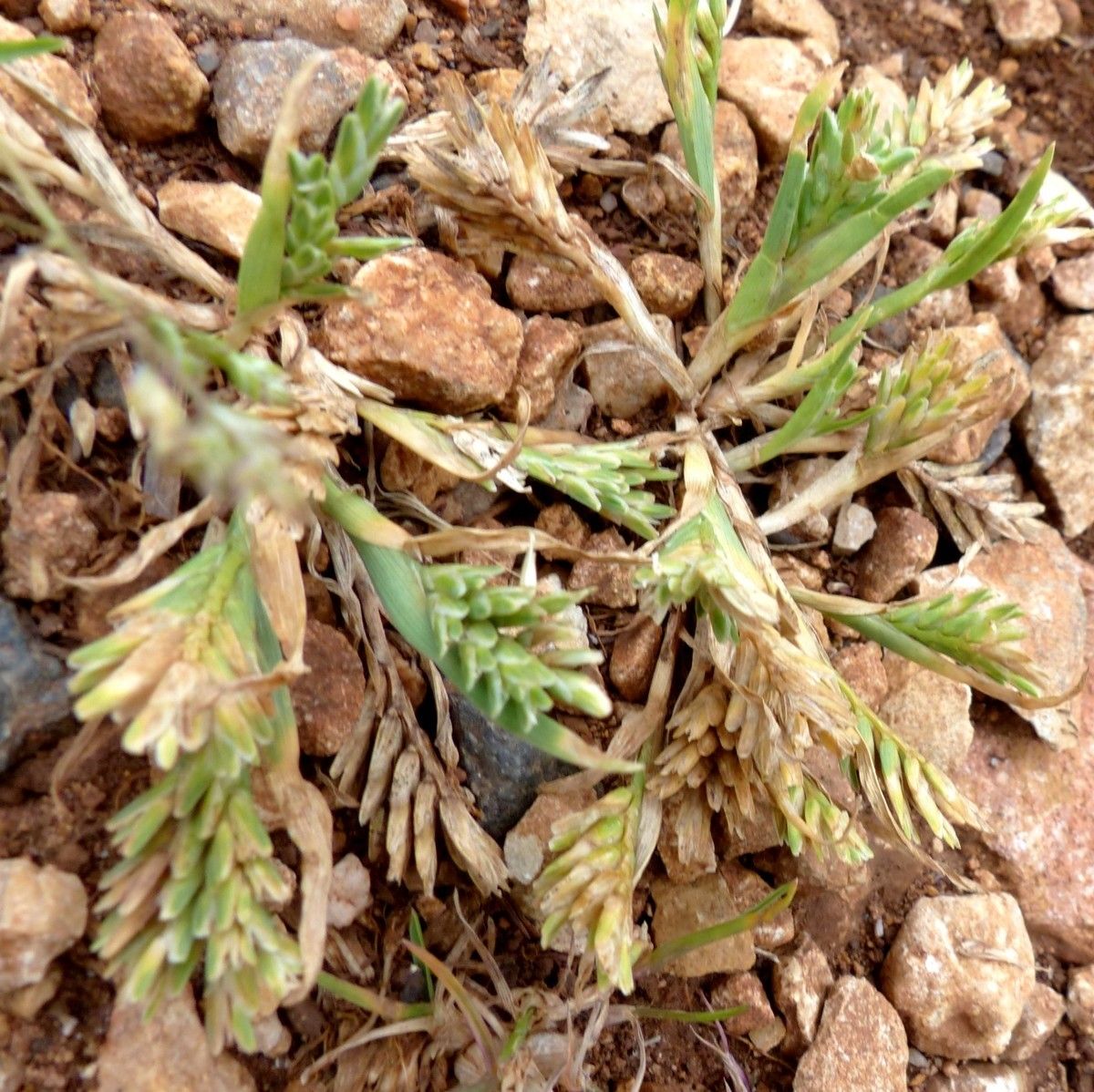 Sclerochloa dura habit