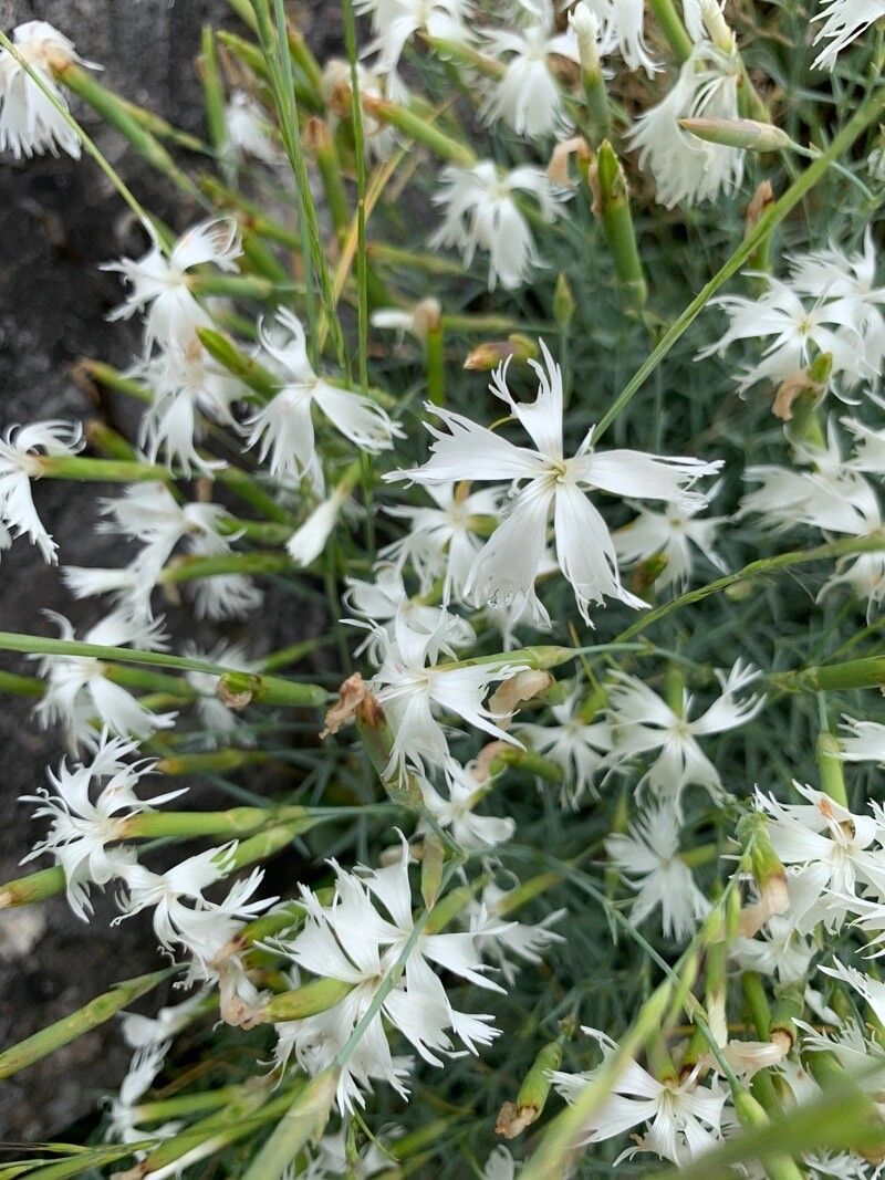 Dianthus arenarius flower