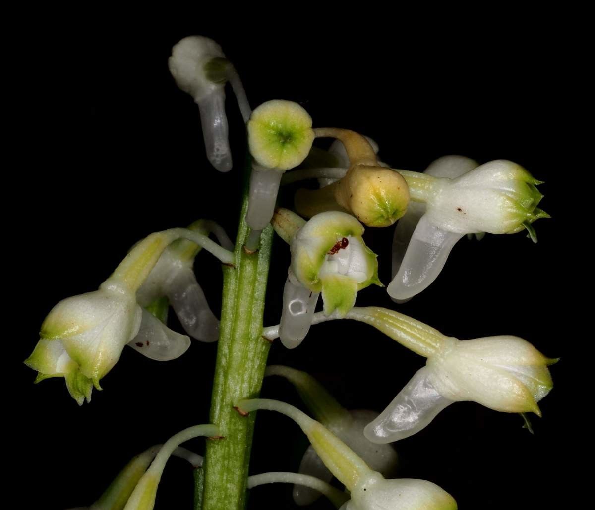 Calanthe oreadum flower