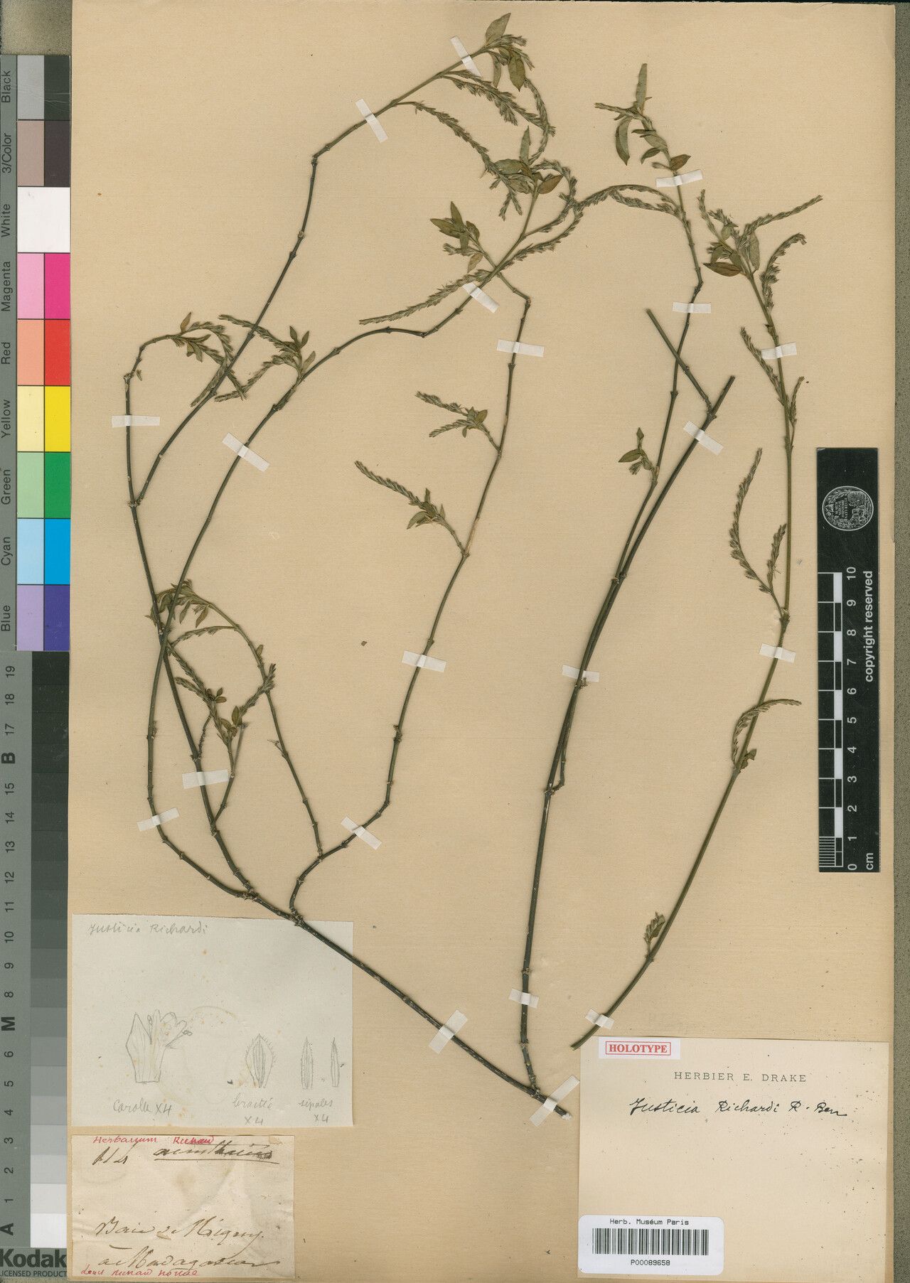 Justicia richardii — houseplant care guide