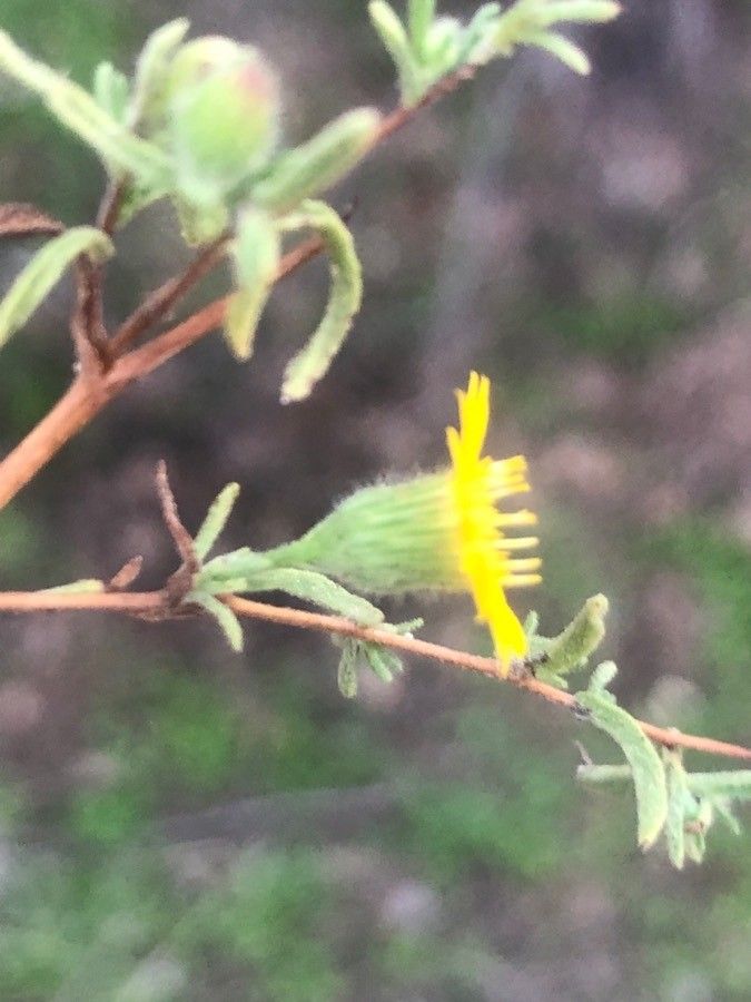 Pulicaria arabica flower