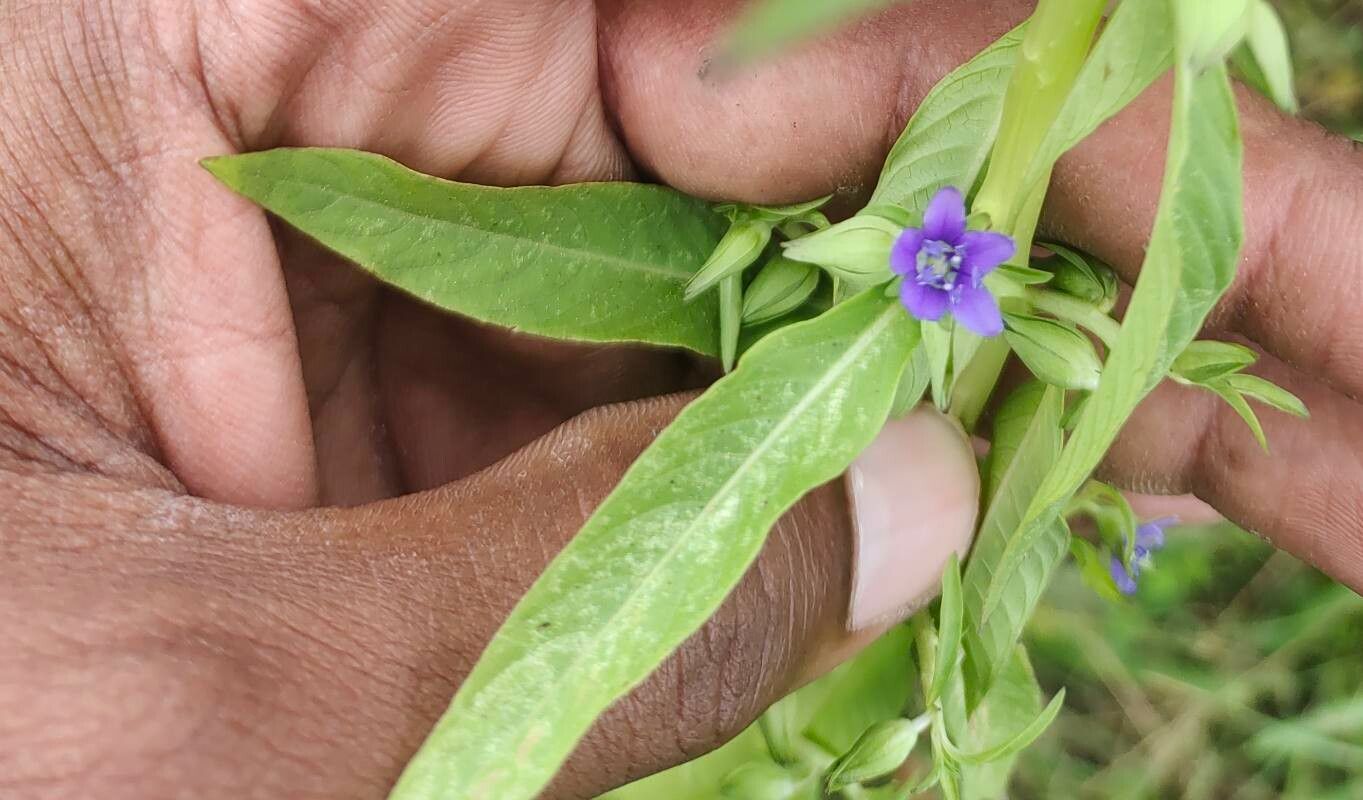 Hydrolea zeylanica — houseplant care guide