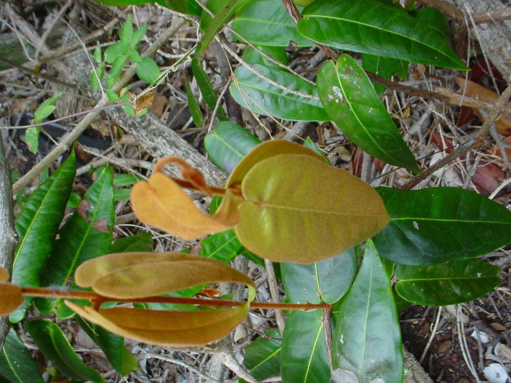 Eugenia sicifolia — houseplant care guide