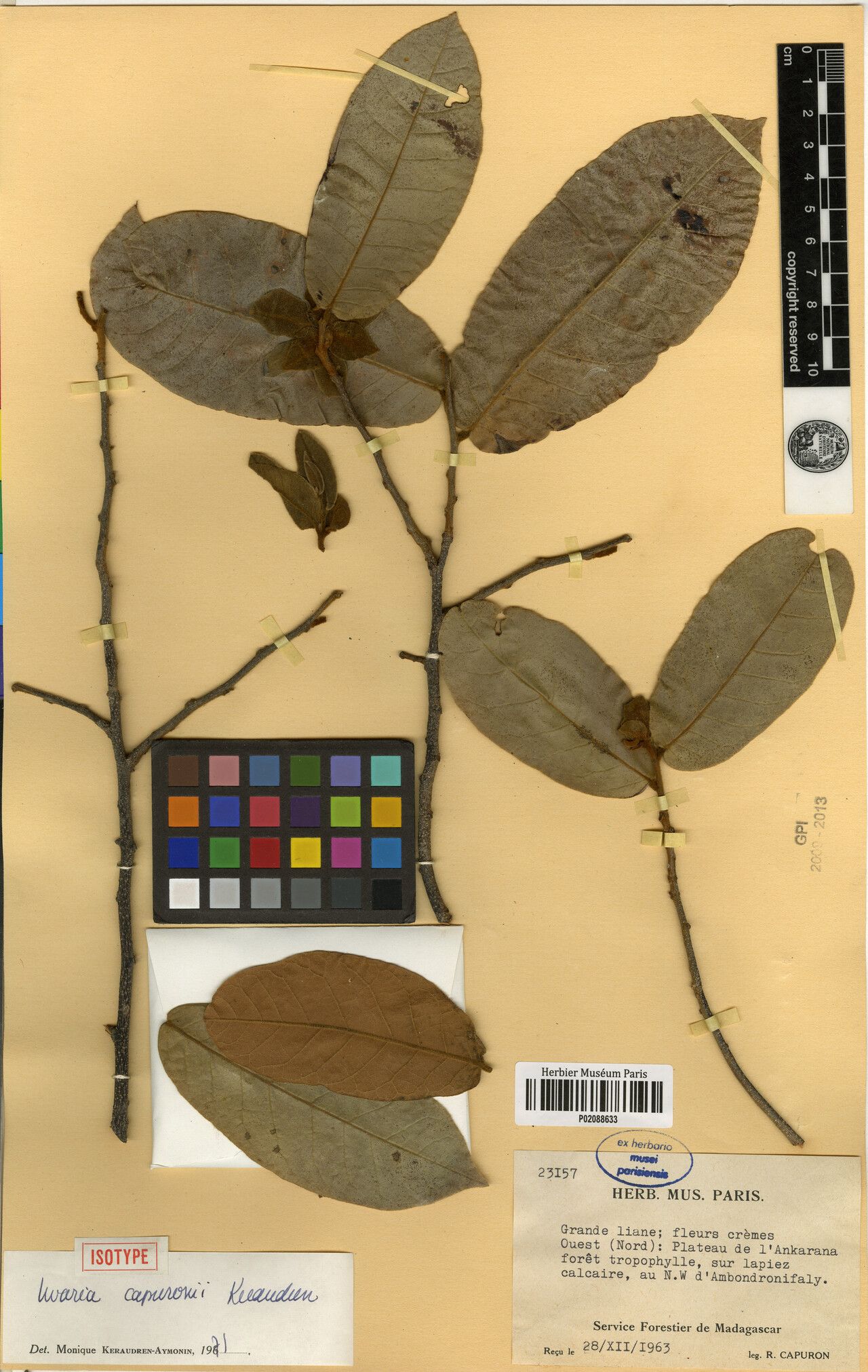 Uvaria capuronii — houseplant care guide