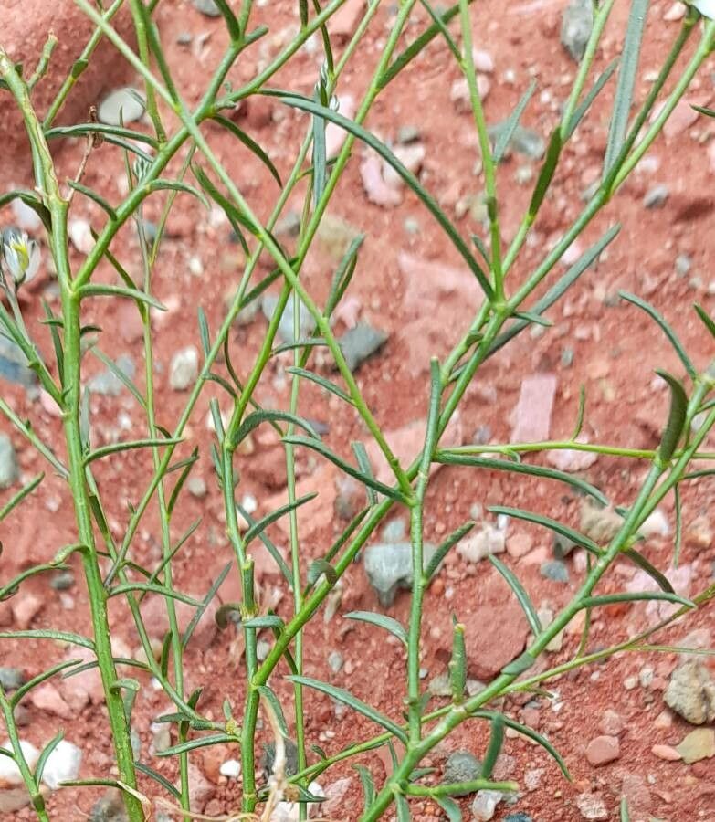 Polygala stenophylla — houseplant care guide