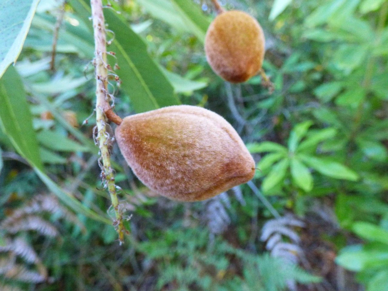 Brabejum stellatifolium fruit