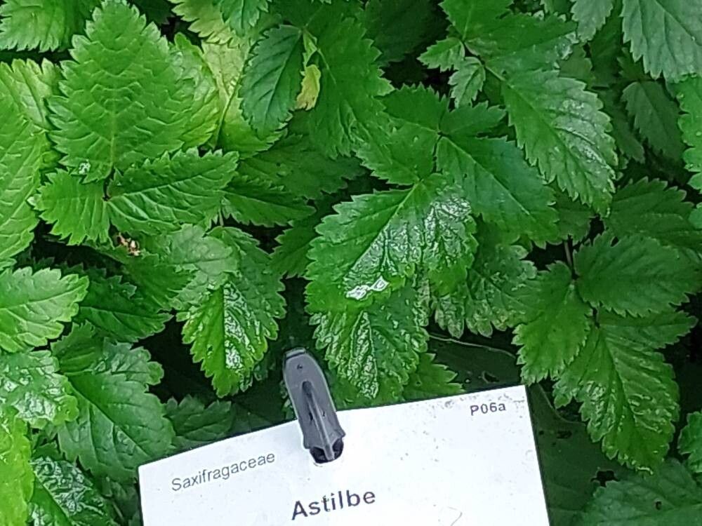 Astilbe glaberrima leaf