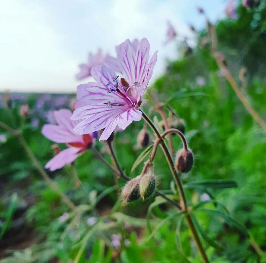 Geranium tuberosum flower