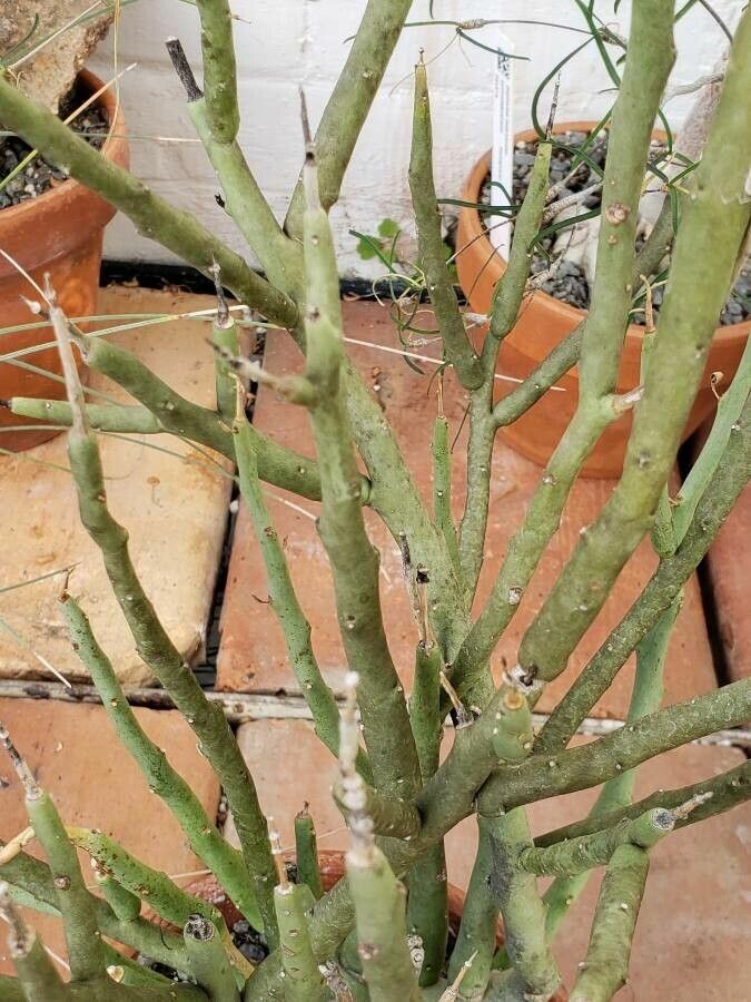 Euphorbia lignosa — houseplant care guide