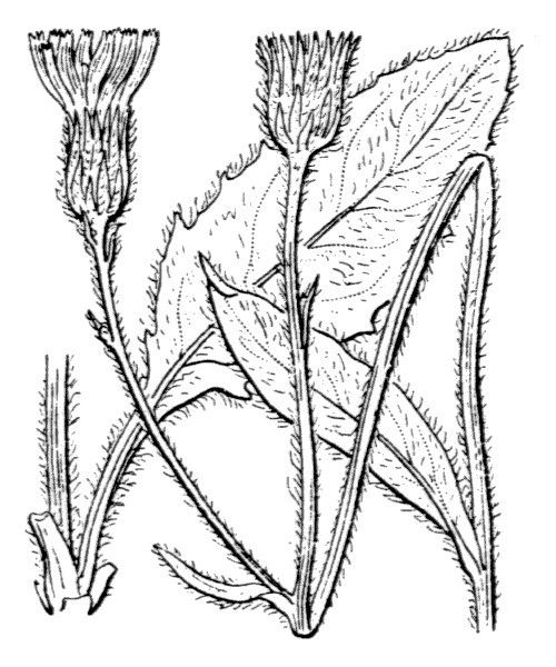 Hieracium pellitum — houseplant care guide