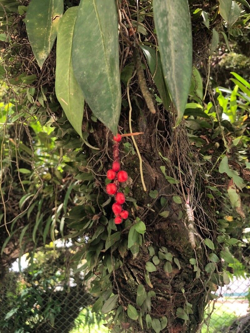 Anthurium gracile fruit
