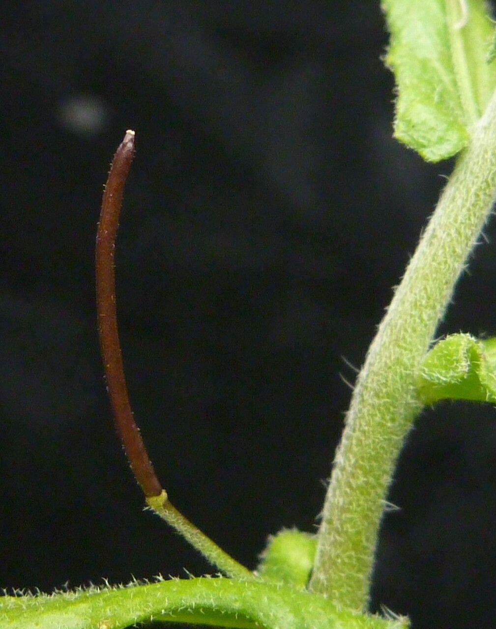 Cardamine loxostemonoides fruit