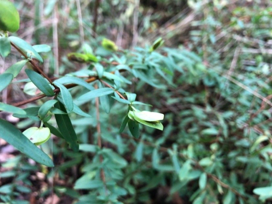 Hypericum hypericoides fruit