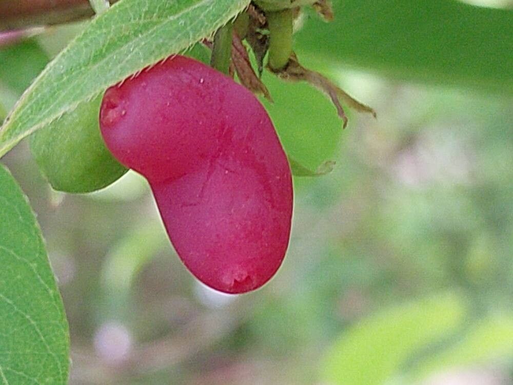 Lonicera × purpusii fruit