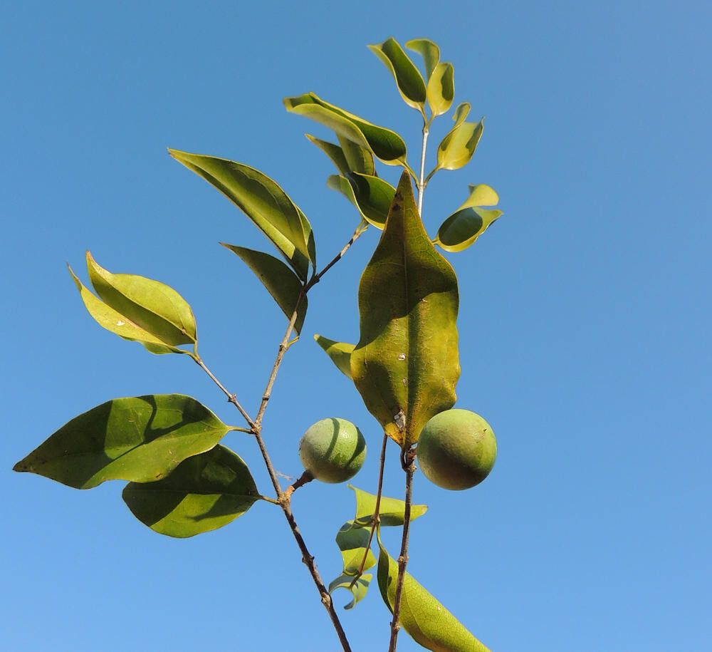 Strychnos usambarensis — houseplant care guide