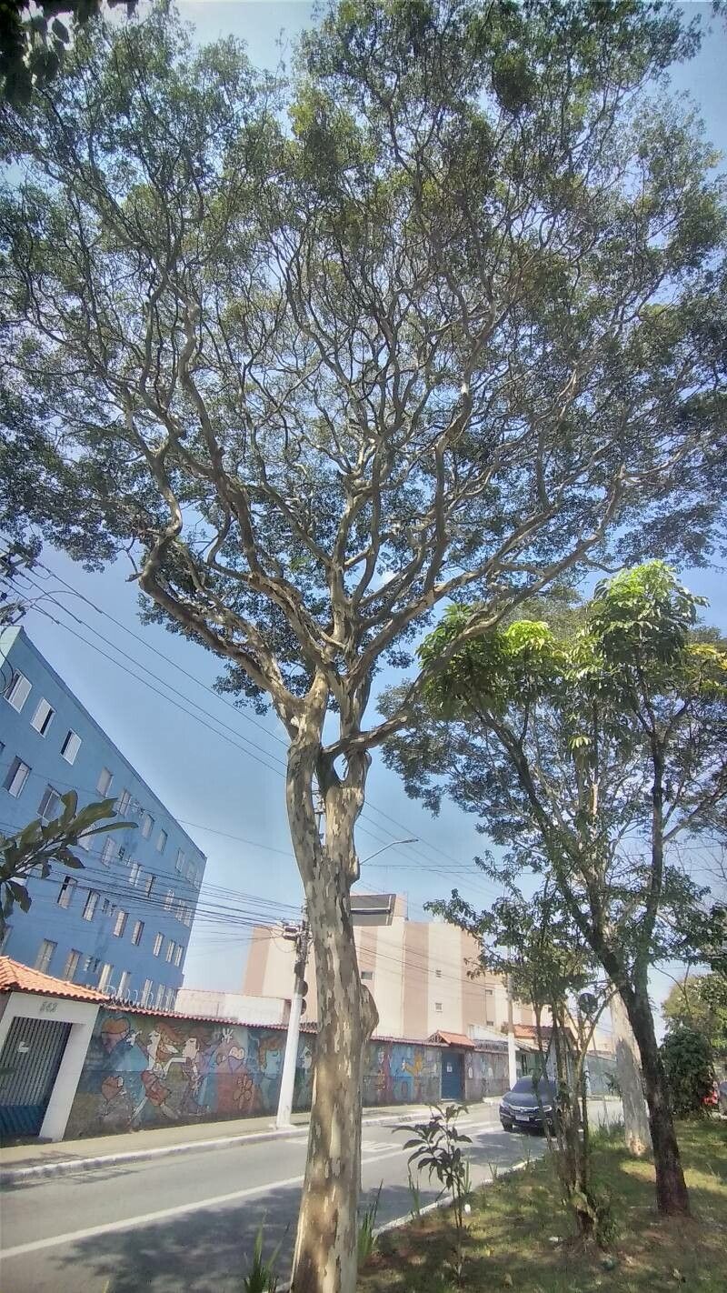 Caesalpinia leiostachya bark