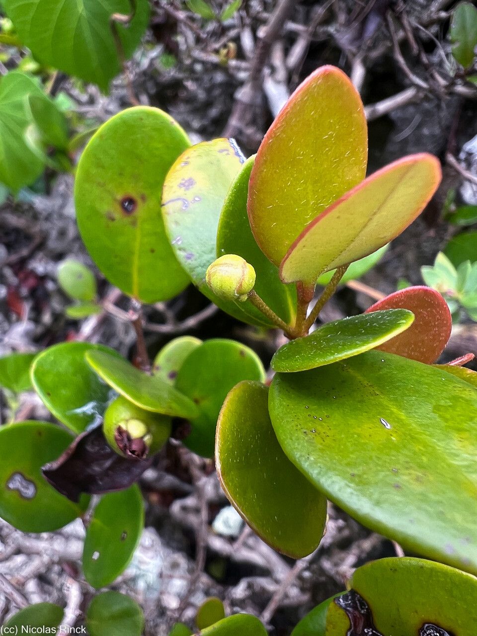Austromyrtus mendute — related species from the same genus