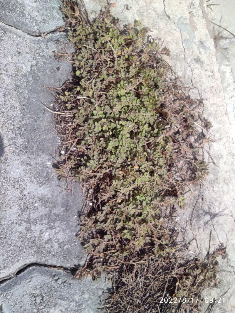 Tiquilia plicata — houseplant care guide