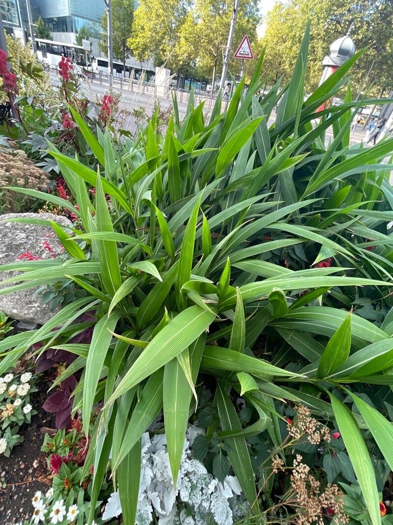 Setaria palmifolia habit