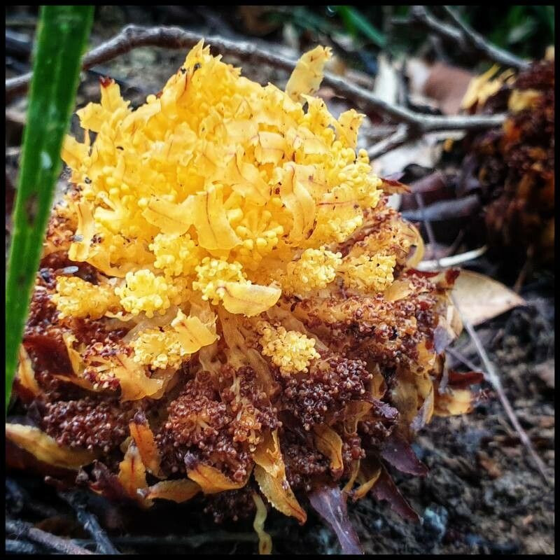 Hachettea austrocaledonica — search result for 'Balanophoraceae'