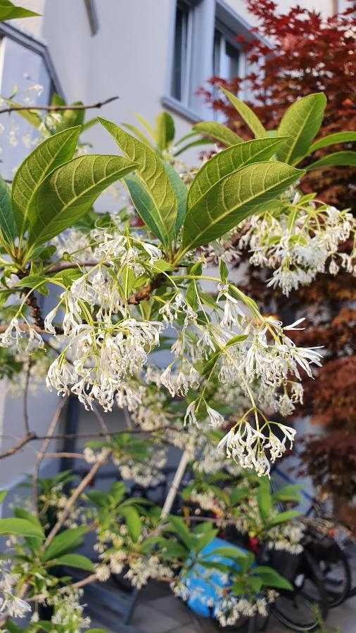 Chionanthus pygmaeus flower