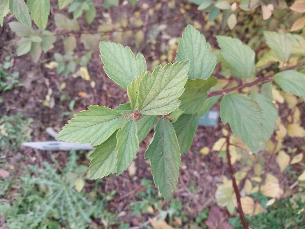 Spiraea dasyantha — search result for 'Spiraea'