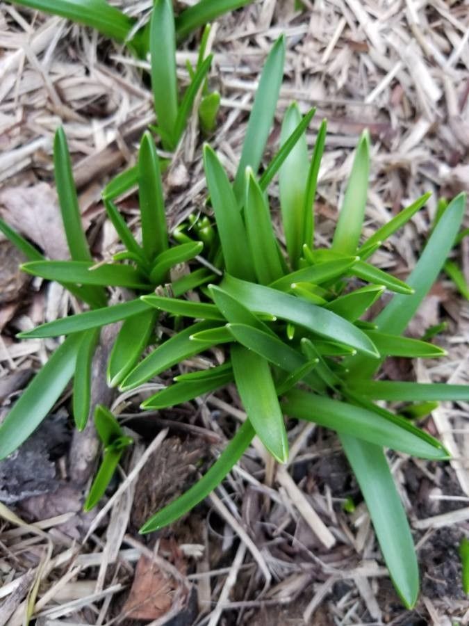 Gladiolus carneus other