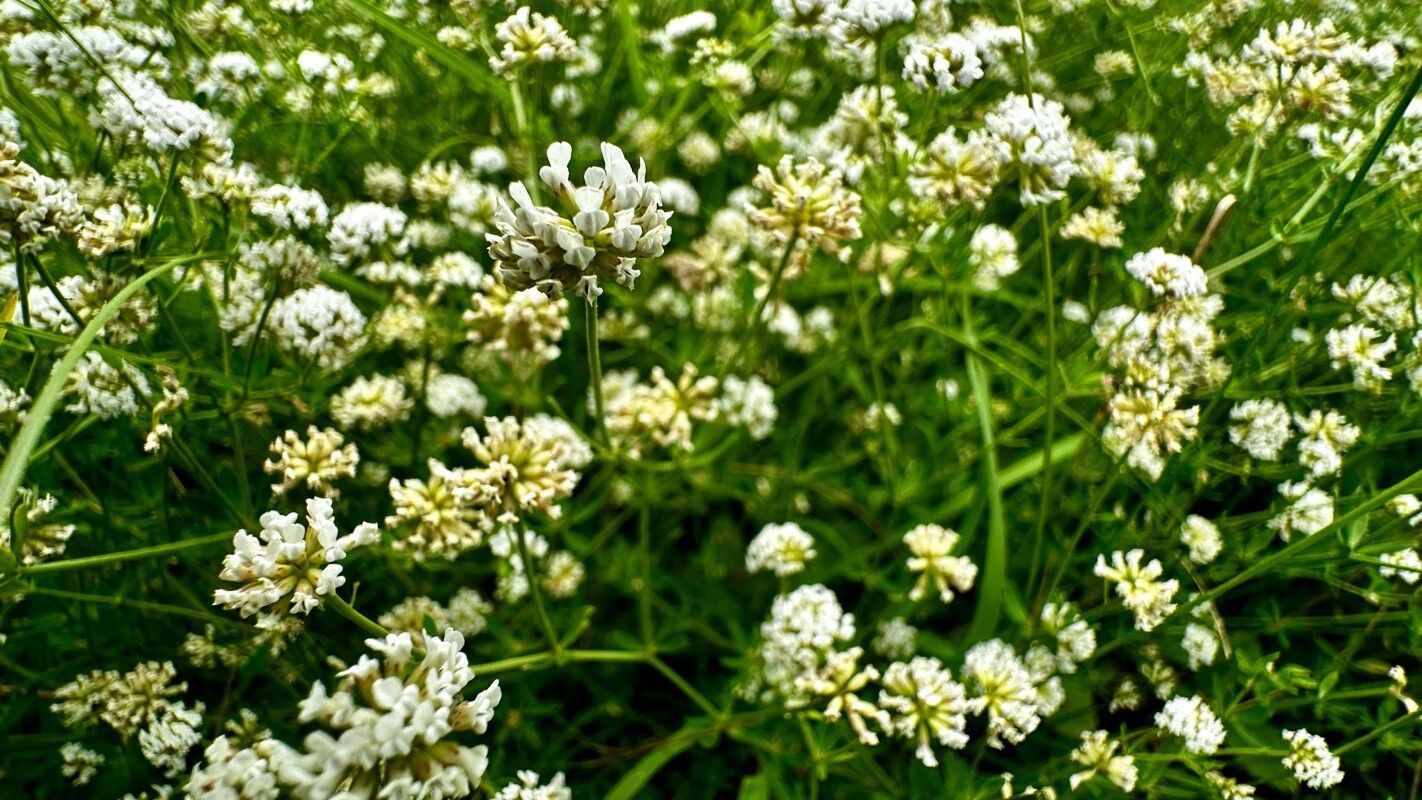 Dorycnium herbaceum flower