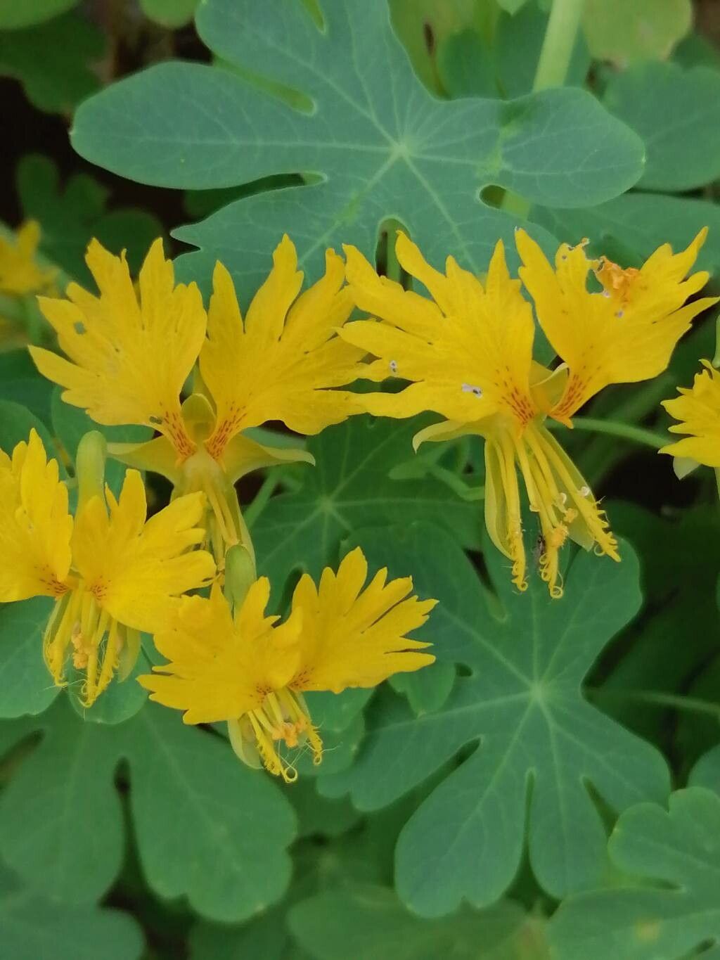 Tropaeolum peregrinum flower