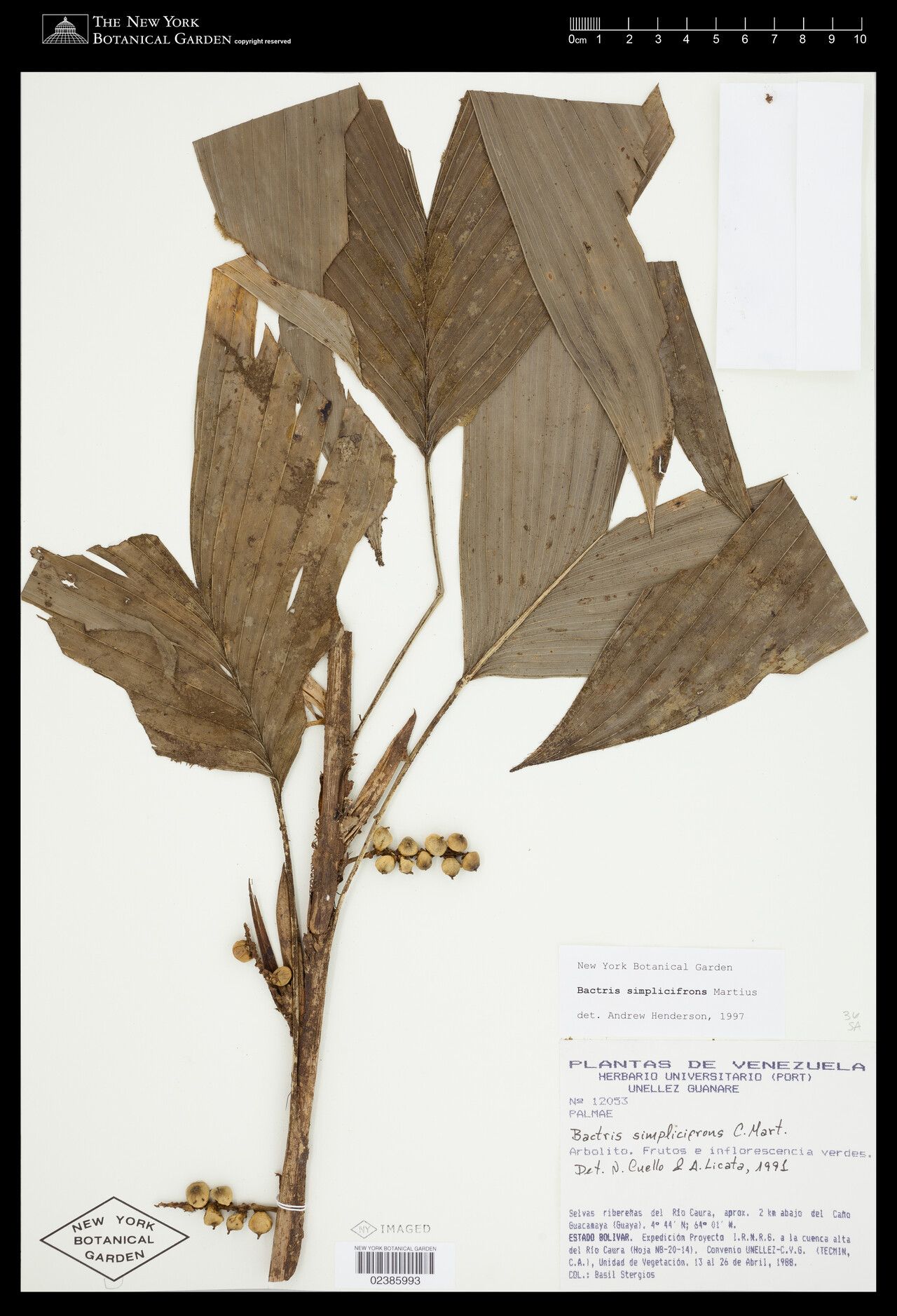 Bactris simplicifrons fruit