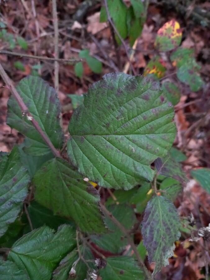 Rubus fruticosus leaf