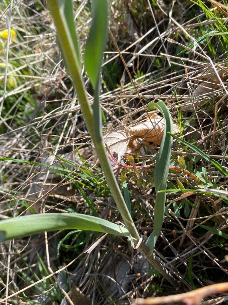 Fritillaria tubiformis — search result for 'Fritillaria'
