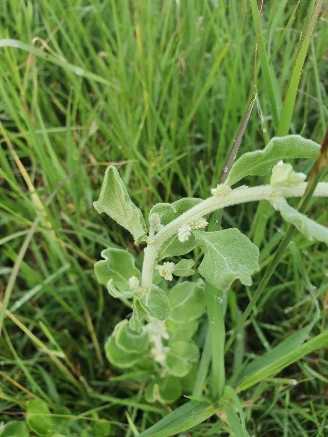 Aerva lanata — search result for 'Amaranthaceae'