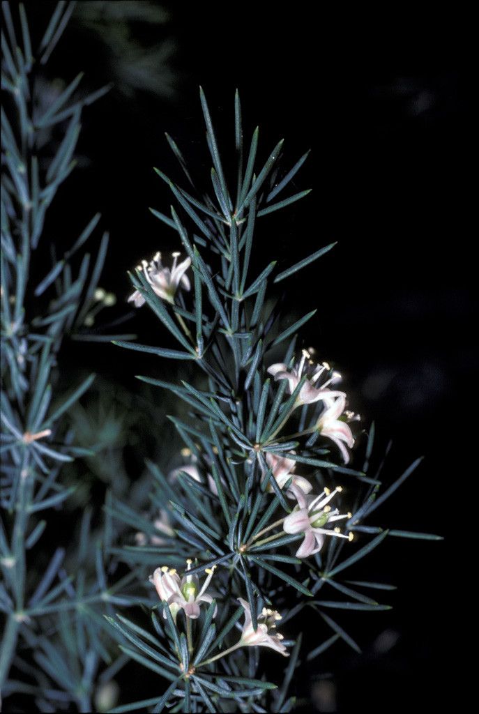 Asparagus fallax flower